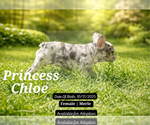 Small #4 French Bulldog