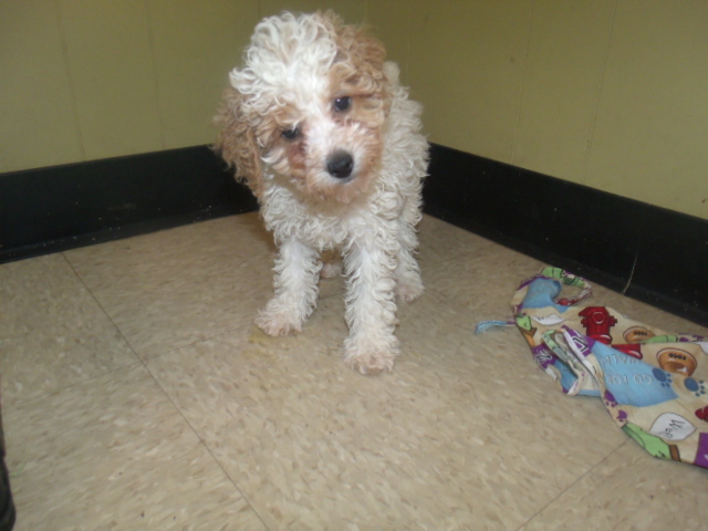 View Ad: Poodle (Toy) Puppy for Sale, New Jersey, PATERSON ...