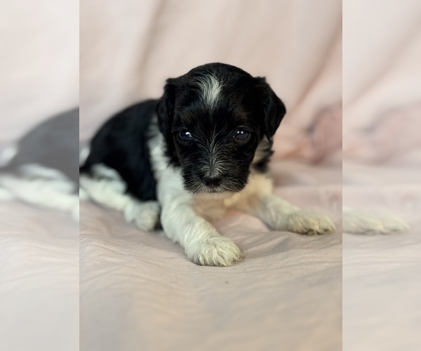 Medium Photo #10 Bernedoodle (Miniature) Puppy For Sale in LONGMONT, CO, USA