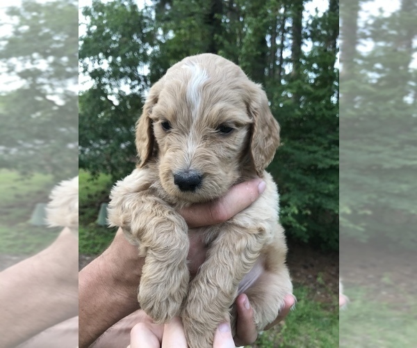 Medium Photo #4 Goldendoodle Puppy For Sale in PINEHURST, NC, USA