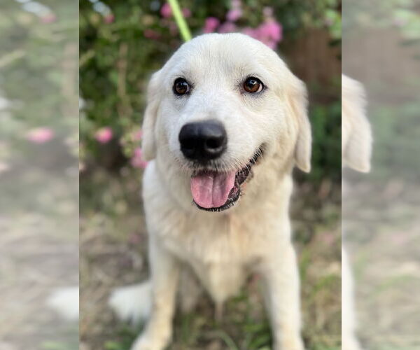 Medium Photo #4 Great Pyrenees Puppy For Sale in Spring, TX, USA
