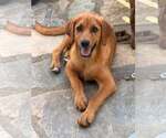 Small #5 Redbone Coonhound Mix
