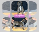 Small Photo #2 America Bandogge Mastiff-American Bandogge Mix Puppy For Sale in JOLIET, IL, USA