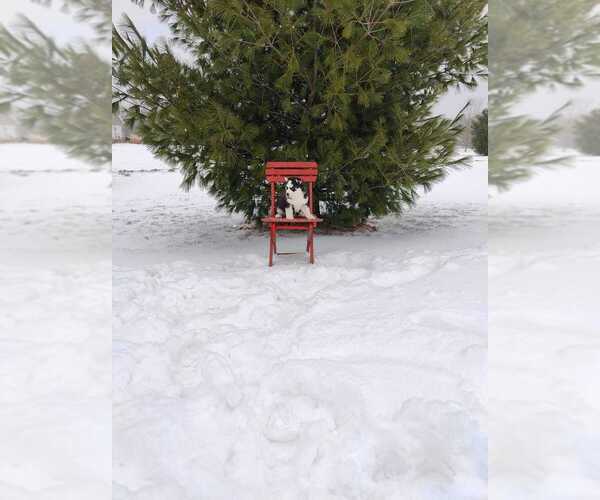 Medium Photo #16 Siberian Husky Puppy For Sale in AUBURN, NY, USA