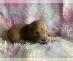 Small Photo #5 Golden Retriever Puppy For Sale in ALIQUIPPA, PA, USA
