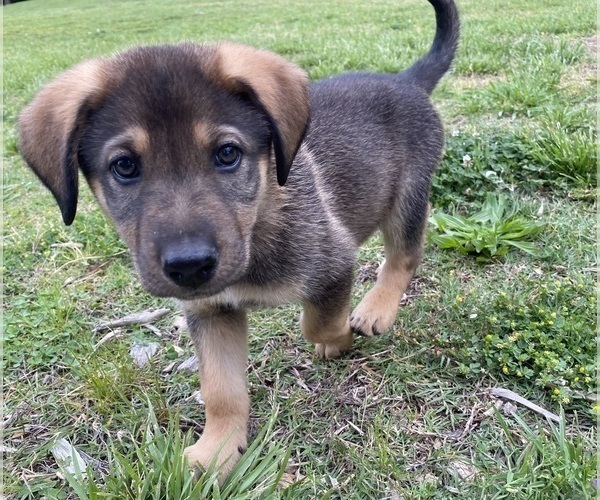 Medium Photo #4 German Shepherd Dog Puppy For Sale in HUNTERSVILLE, NC, USA