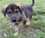 Small Photo #4 German Shepherd Dog Puppy For Sale in HUNTERSVILLE, NC, USA
