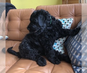 Black Russian Terrier Puppy for sale in STATEN ISLAND, NY, USA
