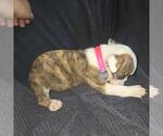 Small #6 Olde English Bulldogge