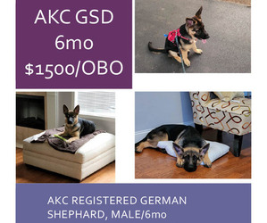 German Shepherd Dog Puppy for sale in OXFORD, AL, USA