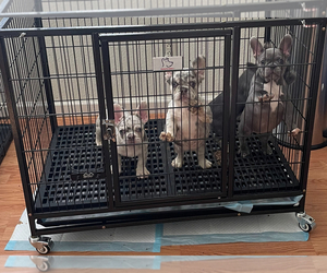 French Bulldog Litter for sale in STOCKTON, CA, USA