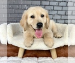 Small #2 English Cream Golden Retriever