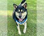 Small #1 German Shepherd Dog-Siberian Husky Mix