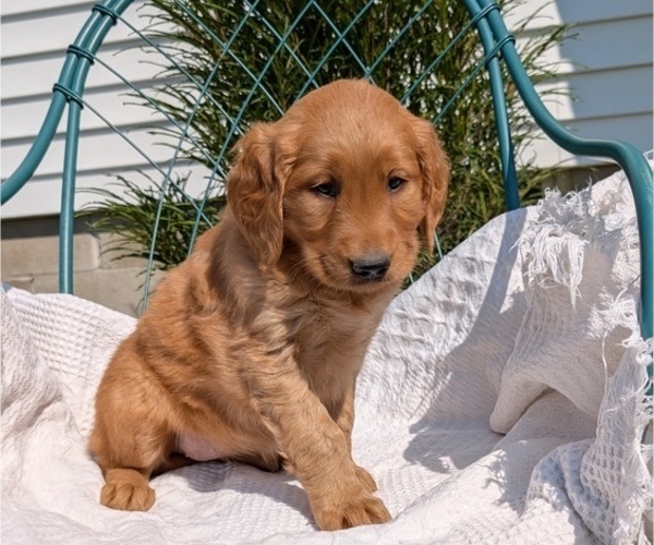 Medium Photo #10 Golden Retriever Puppy For Sale in GOSHEN, IN, USA
