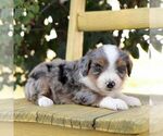 Small #1 Aussie-Poo