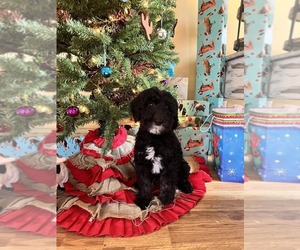 Sheepadoodle Puppy for sale in LEXINGTON, NC, USA
