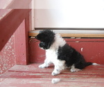 Small Photo #6 Miniature Australian Shepherd Puppy For Sale in HARRISON, AR, USA