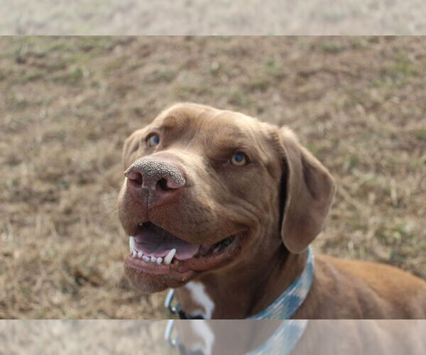 Medium Photo #12 Chesapeake Bay Retriever-Unknown Mix Puppy For Sale in Chestertown, MD, USA