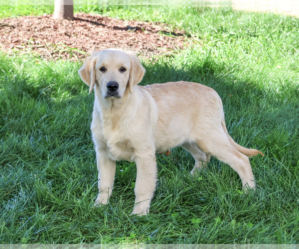 Medium Photo #4 Golden Retriever Puppy For Sale in SYRACUSE, IN, USA