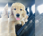 Small Photo #1 Golden Retriever Puppy For Sale in SALEM, OR, USA
