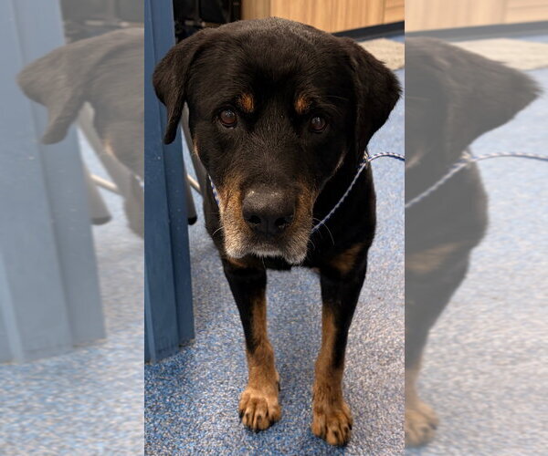 Medium Photo #1 Rottweiler Puppy For Sale in Tarboro, NC, USA