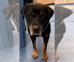 26-447 Axel - Male Rottweiler Dog for Adoption - Small photo