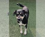 Small #11 Rottweiler Mix