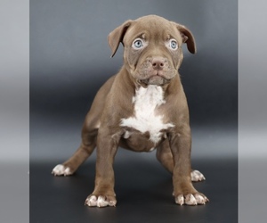 American Bully Puppy for sale in CHAMPAIGN, IL, USA