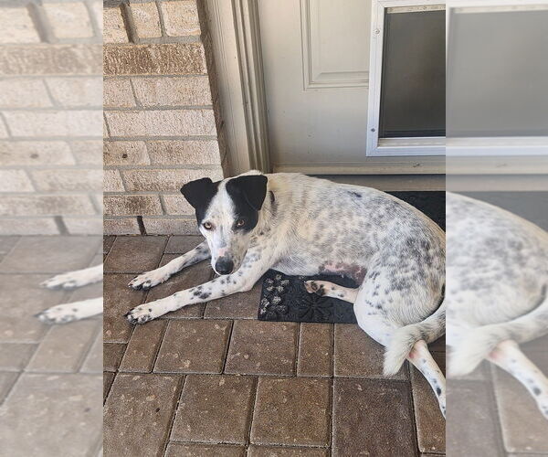 Medium Photo #4 Mutt Puppy For Sale in Lakewood, CO, USA