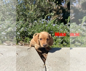Dachshund Puppy for sale in BONITA, CA, USA