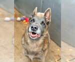 Mabel located in NC - Female Mutt Dog for Adoption - Small photo