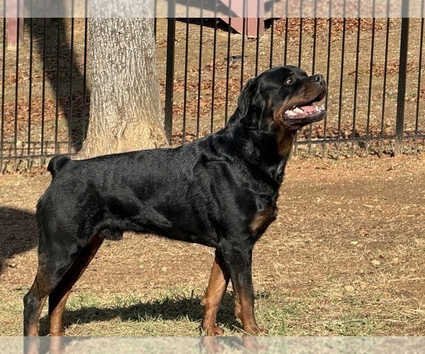 Medium Photo #32 Rottweiler Puppy For Sale in VONORE, TN, USA