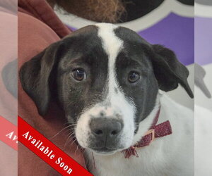 Labrador Retriever Dogs for adoption in Huntley, IL, USA