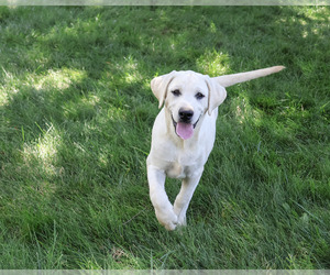 Labrador Retriever Puppy for sale in SYRACUSE, IN, USA
