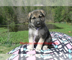 German Shepherd Dog Puppy for sale in PIEDMONT, MO, USA
