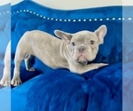 Small Photo #3 English Bulldog Puppy For Sale in MORENO VALLEY, CA, USA