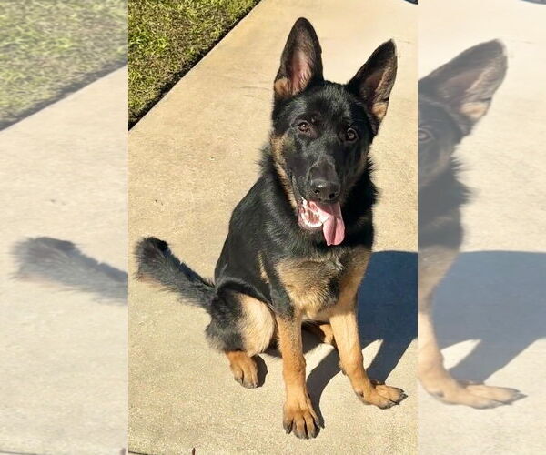 Medium Photo #3 German Shepherd Dog Puppy For Sale in Plantation, FL, USA