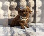Image preview for Ad Listing. Nickname: Poodles