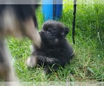 Small Photo #10 Pomeranian Puppy For Sale in KILLEEN, TX, USA