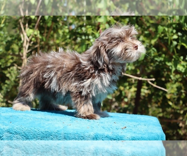 Medium Photo #28 ShihPoo Puppy For Sale in DYERSBURG, TN, USA