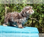Small #27 ShihPoo