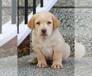 Labrador Retriever Puppy for sale in SYRACUSE, IN, USA