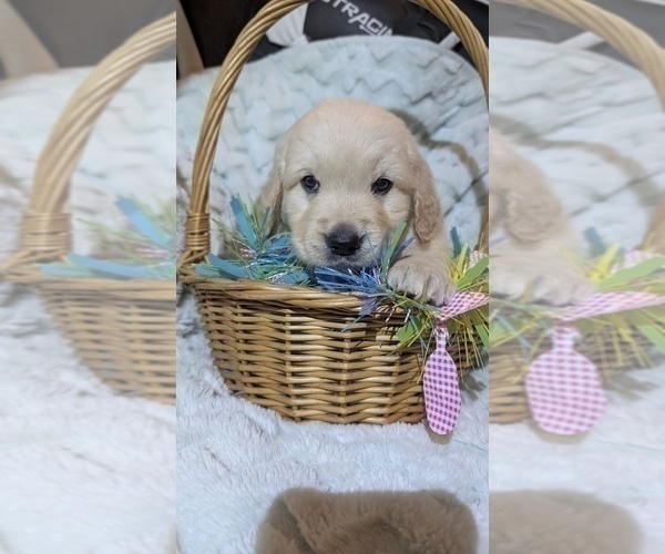 Medium Photo #9 Golden Retriever Puppy For Sale in MODESTO, CA, USA
