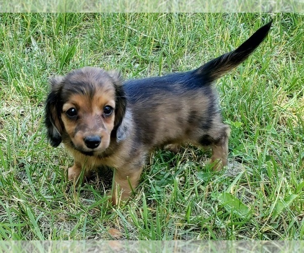 Medium Photo #7 Dachshund Puppy For Sale in CLARK, MO, USA