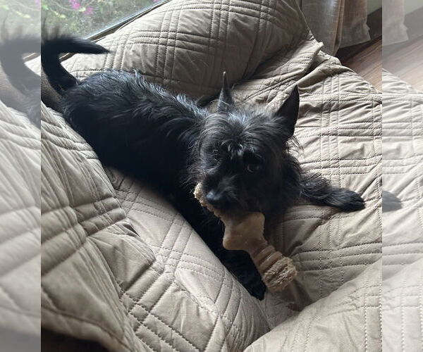 Medium Photo #7 Cairn Terrier-Unknown Mix Puppy For Sale in Lexington, SC, USA