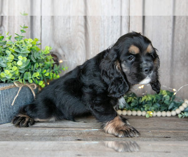 Medium Photo #3 Cocker Spaniel Puppy For Sale in BALTIC, OH, USA