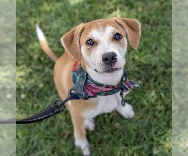 Medium Photo #12 Boxer-Unknown Mix Puppy For Sale in San Diego, CA, USA