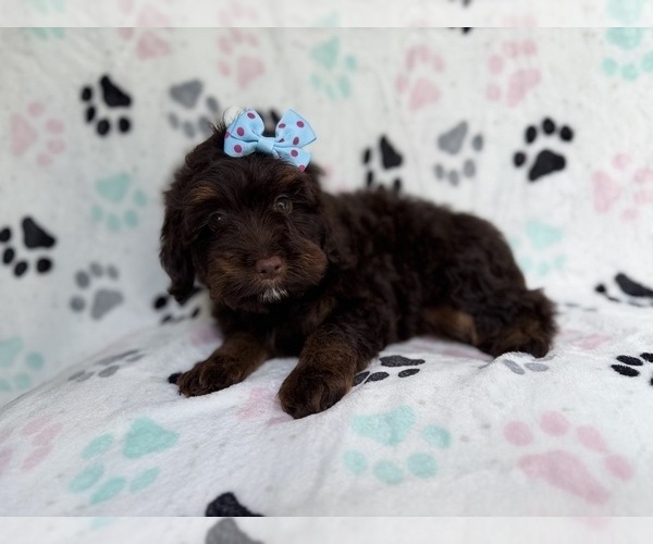 Medium Photo #7 Cock-A-Poo Puppy For Sale in LAKELAND, FL, USA