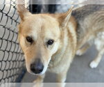 Small German Shepherd Dog Mix