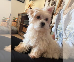 Maltese-Unknown Mix Dogs for adoption in Grafton, WI, USA